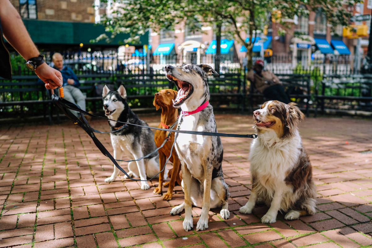 Fakta Seputar Vitamin dan Suplemen untuk Anjing